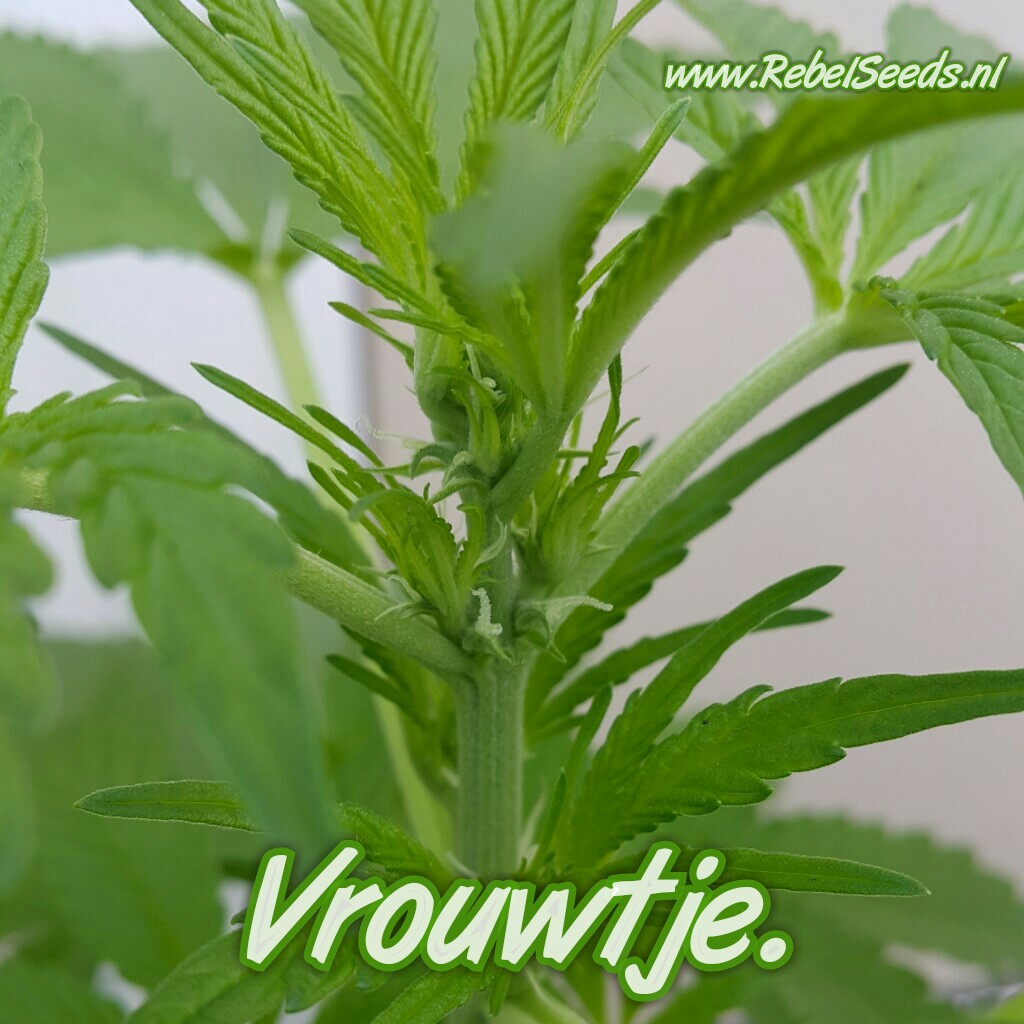 RebelSeeds.nl vrouwelijke cannabisplant.